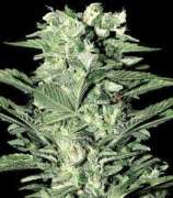 Yardie Seeds Jamaican Sensi