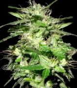 Yardie Seeds Tornado Weed