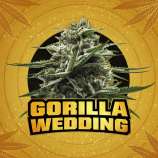 Zamnesia Gorilla Wedding