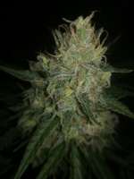 00 Seeds Bank Auto Blueberry - ein Foto von horakio2