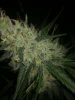 00 Seeds Bank Auto Blueberry - ein Foto von horakio2