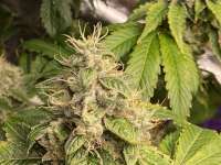 303 Seeds Jet-Fuel G7 - ein Foto von FrostyNugs78