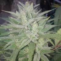 303 Seeds Monster Cookies - ein Foto von OGchema