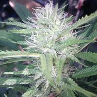 303 Seeds Monster Cookies - ein Foto von OGchema