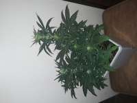 360grow420 Genetics Cyber Squatch - ein Foto von 360grow420