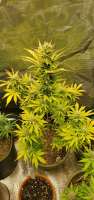 360grow420 Genetics Cyber Squatch - ein Foto von 360grow420