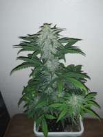 Bild von 360grow420 (Gas Hog Auto)