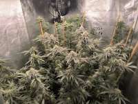 3rd Coast Genetics Oreoz - ein Foto von Monmondeonirique