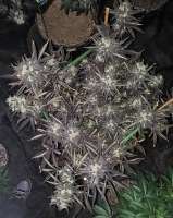 517 Legend Seed Co Funky Mids - ein Foto von 517legendseedco