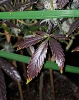 517 Legend Seed Co Funky Mids - ein Foto von 517legendseedco