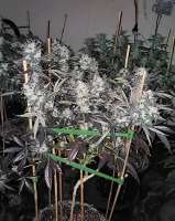 Bild von 517legendseedco (Funky Mids)