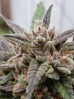 Bild von 517legendseedco (Kosher Gorilla Funk)