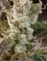 517 Legend Seed Co Kosher Mids - ein Foto von 517legendseedco