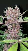 Bild von 517legendseedco (Purple Rose Bush)