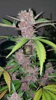 Bild von 517legendseedco (Purple Rose Bush)