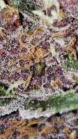 Bild von 517legendseedco (Purple Rose Bush)