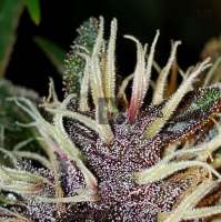 517 Legend Seed Co Purple Rose Bush - ein Foto von 517legendseedco