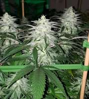 Bild von 517legendseedco (Toast R Strudel)