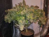 710 Genetics Amnesia Haze - ein Foto von Cncsxn