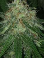 710 Genetics Fools Gold - ein Foto von Prorealz