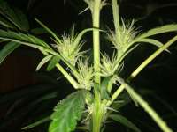 ACE Seeds Panama Haze - ein Foto von prater