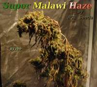 Bild von hankpankwank (Super Malawi Haze)