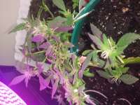 ACE Seeds Thai Stick - ein Foto von Pappasativa42