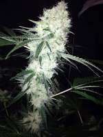 Accelerator Seeds Big White - ein Foto von DanieleAS