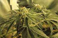 Accelerator Seeds Cookies Jar - ein Foto von DanieleAS