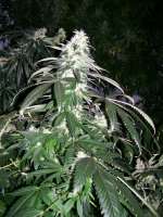 Acumen Genetics Dream Catcher - ein Foto von GeneYuss