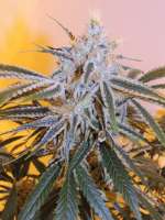 Acumen Genetics Out of the Box - ein Foto von GeneYuss