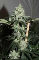 Acumen Genetics The Manna Machine - ein Foto von GeneYuss