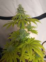 Bild von hanfieyruderalis (Afghan Skunk)