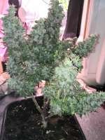 Advanced Seeds Auto Blue Diesel - ein Foto von PriestSmiler