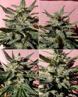 Advanced Seeds Bio Diesel Mass - ein Foto von Power