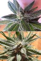 Advanced Seeds Bio Diesel Mass - ein Foto von Power