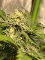 Bild von snyhigher420 (Gorilla Blue)