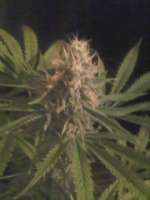 Advanced Seeds Kaya 47 - ein Foto von flowerpot2010