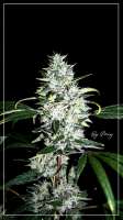 Aficionado French Connection Spyrock Special Hash Plant - ein Foto von Scrog