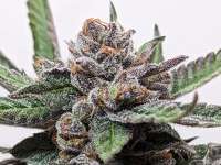 Aficionado Seed Collection Vanilla Berry Pie - ein Foto von LBFarm