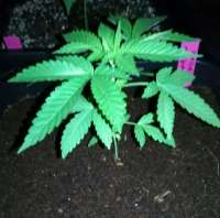 African Seeds Durban Poison - ein Foto von Wiji30