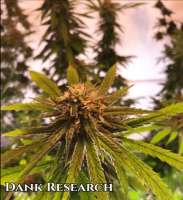 Bild von DankResearch (Durban Poison)