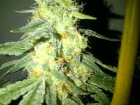 Alien Genetics Alien Rock Candy - ein Foto von SoSeRthc1