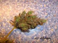 Alpine-Seeds Afghani Landrasse - ein Foto von Stamina