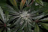 Bild von alpineseeds1 (DeepChunk S1)