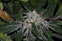 Bild von alpineseeds1 (DeepChunk S1)