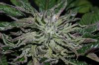 Bild von alpineseeds1 (DeepChunk S1)