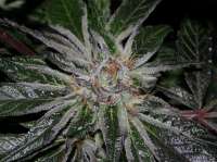 Bild von alpineseeds1 (DeepChunk S1)