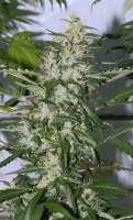 Bild von alpineseeds1 (Ghana Landrasse)