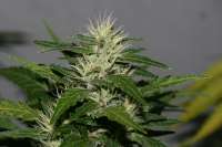 Bild von alpineseeds1 (Ghana Landrasse)